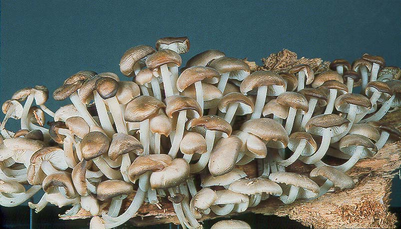 Clitocybula familia